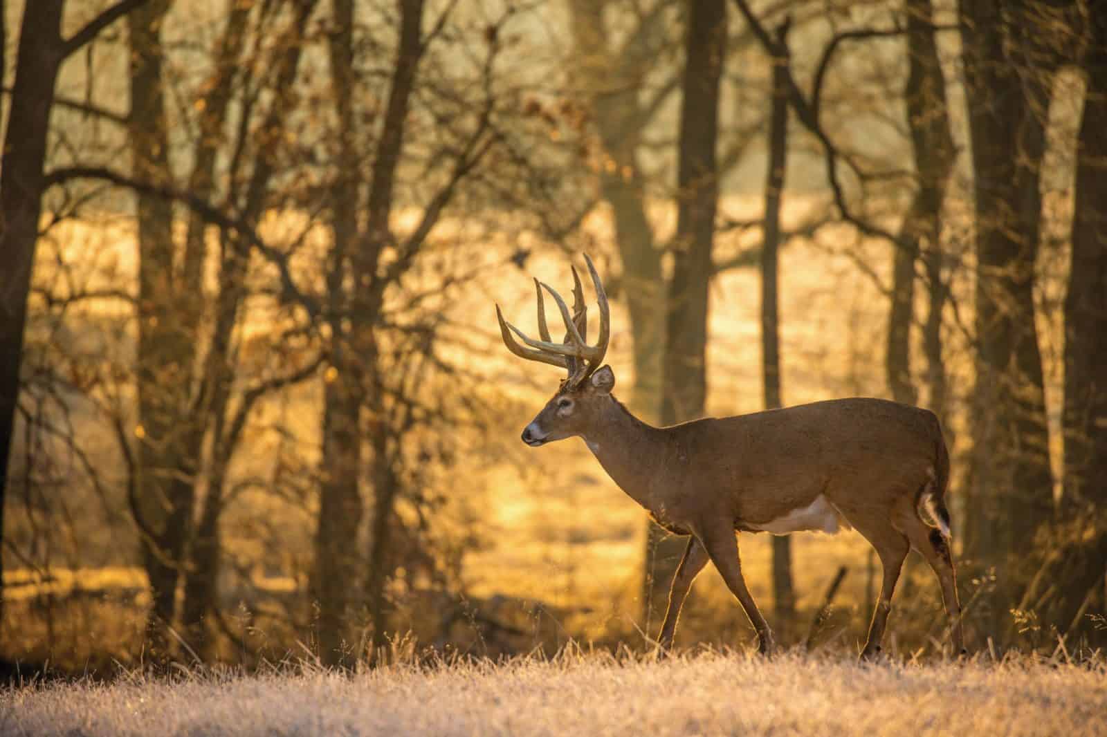 Bass Pro Shops and Ozarksarea deer hunters help those in need by
