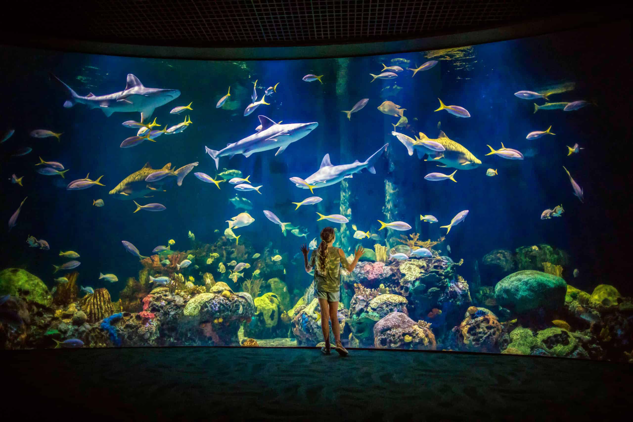 It's Official: Johnny Morris' Wonders of Wildlife Once Again Named #1  Aquarium in North America - Bass Pro