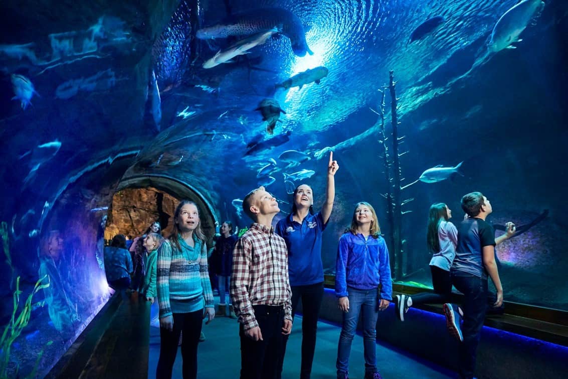 Fans invited to vote for Wonders of Wildlife as “America's Best Aquarium” - Bass  Pro