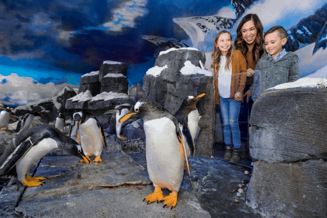 Wonders of Wildlife Penguin Encounter