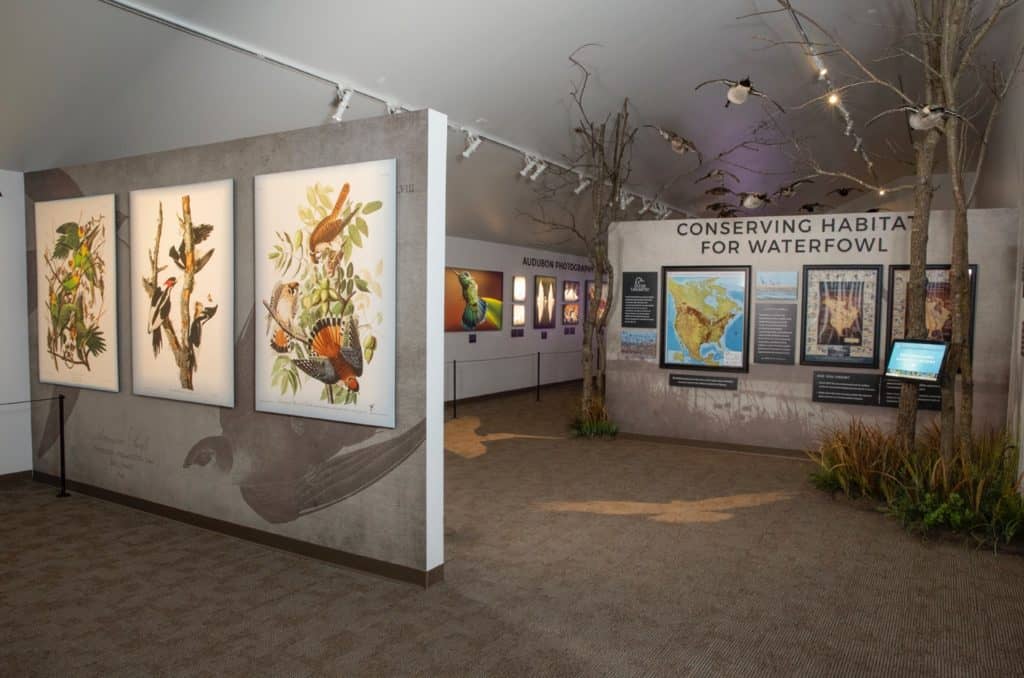 Year of the Bird exhibit opens at Wonders of Wildlife National Museum