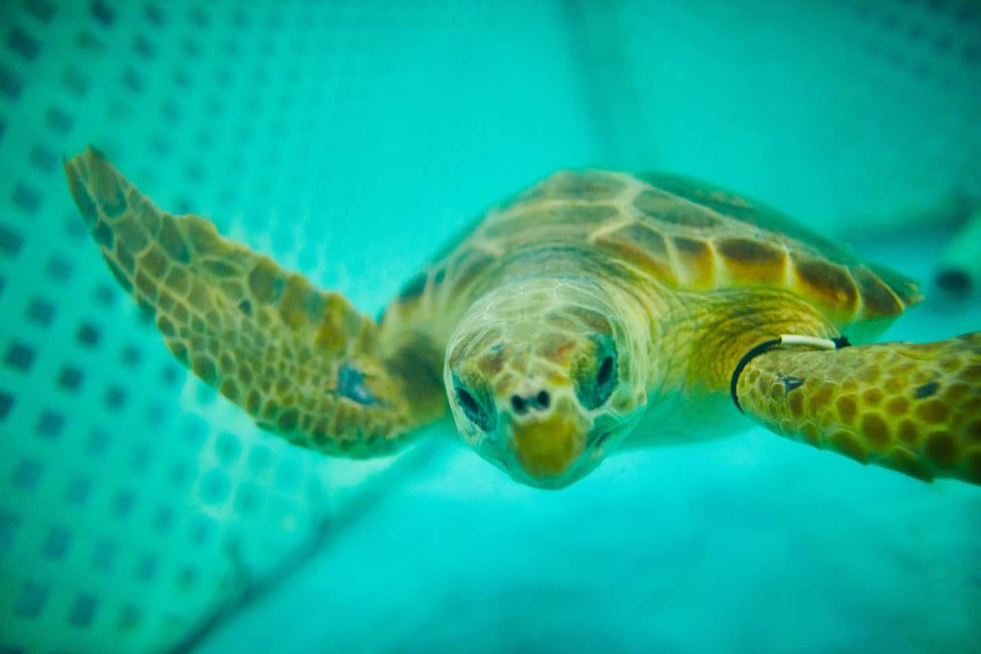 Rehabilitated sea turtles prepare to return to the wild - Bass Pro